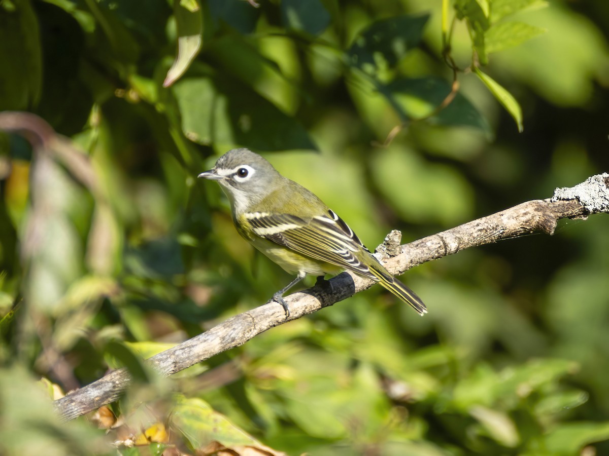 Blue-headed Vireo - ML642868140