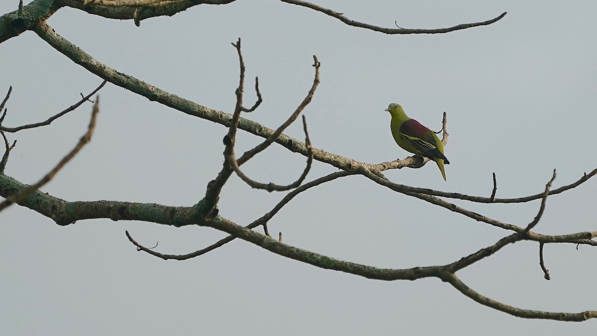 Gray-fronted Green-Pigeon - ML642868141