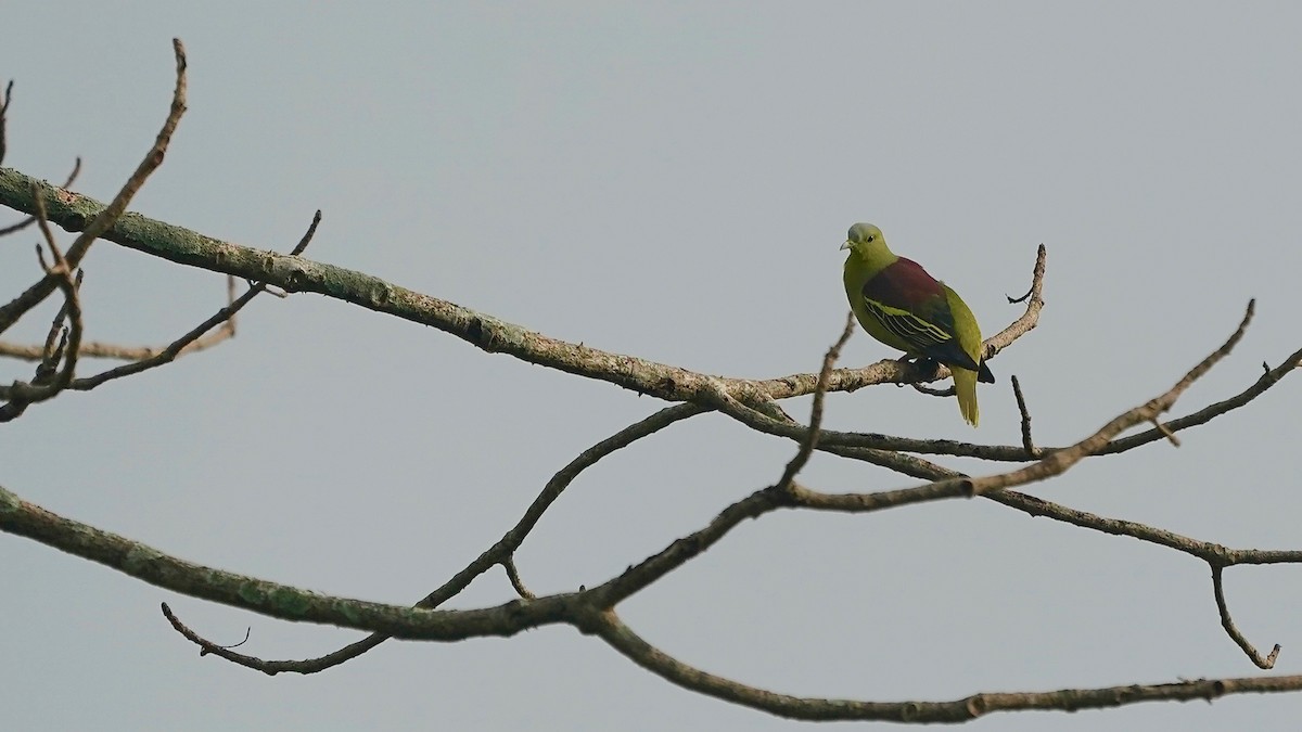 Gray-fronted Green-Pigeon - ML642868143
