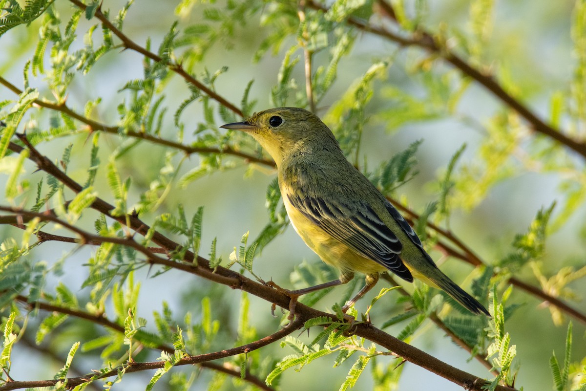 Yellow Warbler - ML642868149