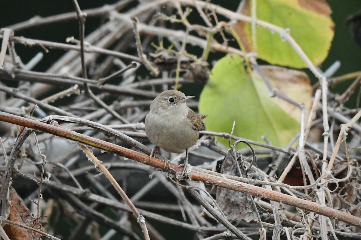 Northern House Wren - ML642868157