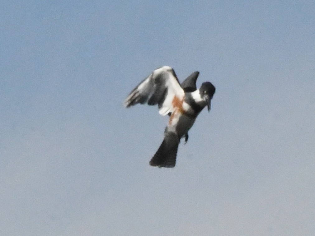 Belted Kingfisher - ML642868161
