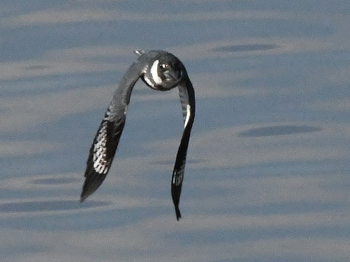 Belted Kingfisher - ML642868162