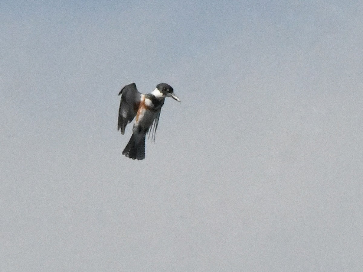 Belted Kingfisher - ML642868163