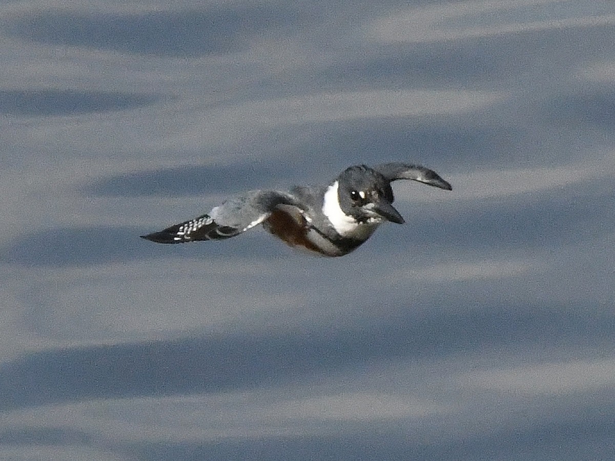 Belted Kingfisher - ML642868164