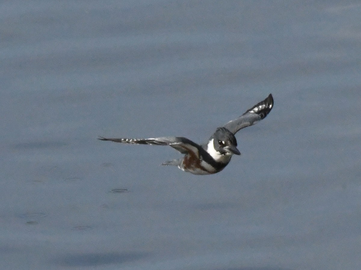 Belted Kingfisher - ML642868165