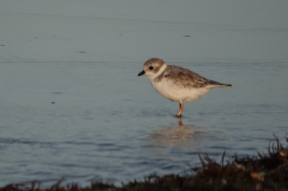 Piping Plover - ML642868173