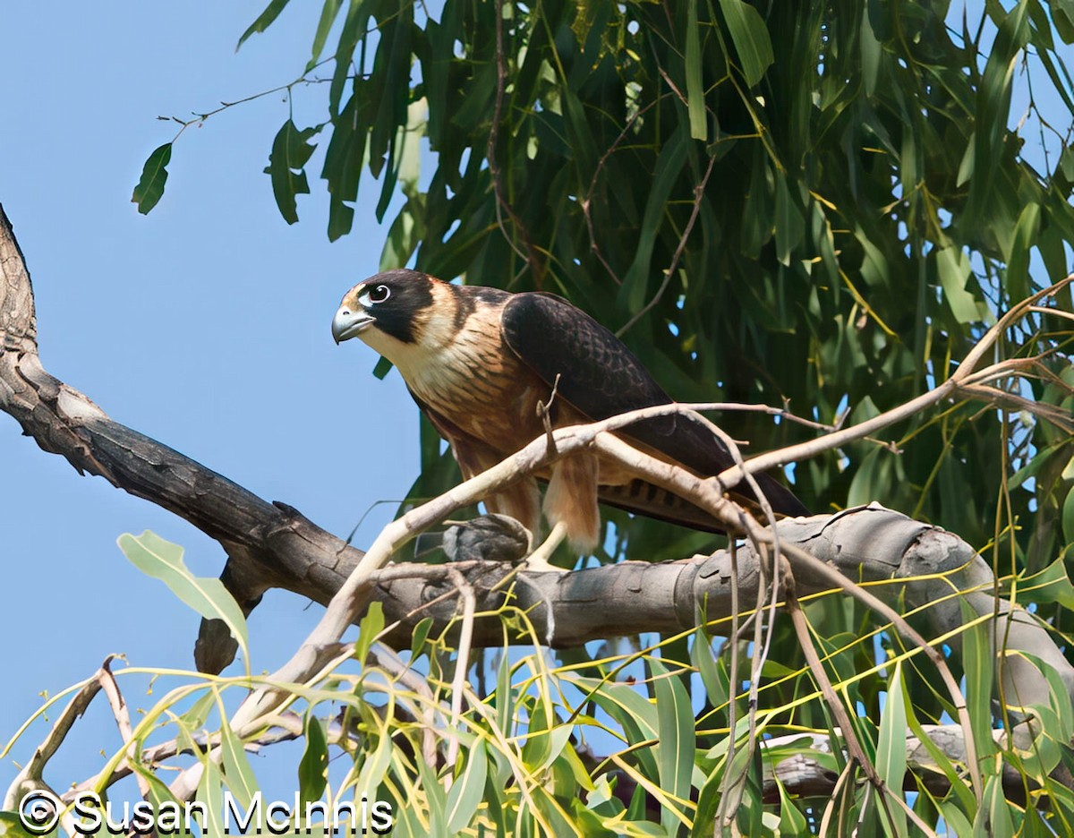 Australian Hobby - ML642868175