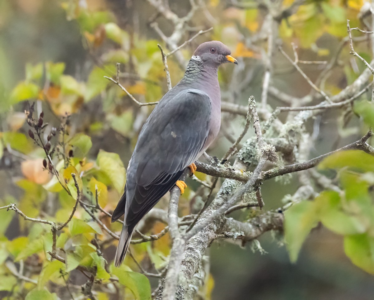 Band-tailed Pigeon - ML642868180