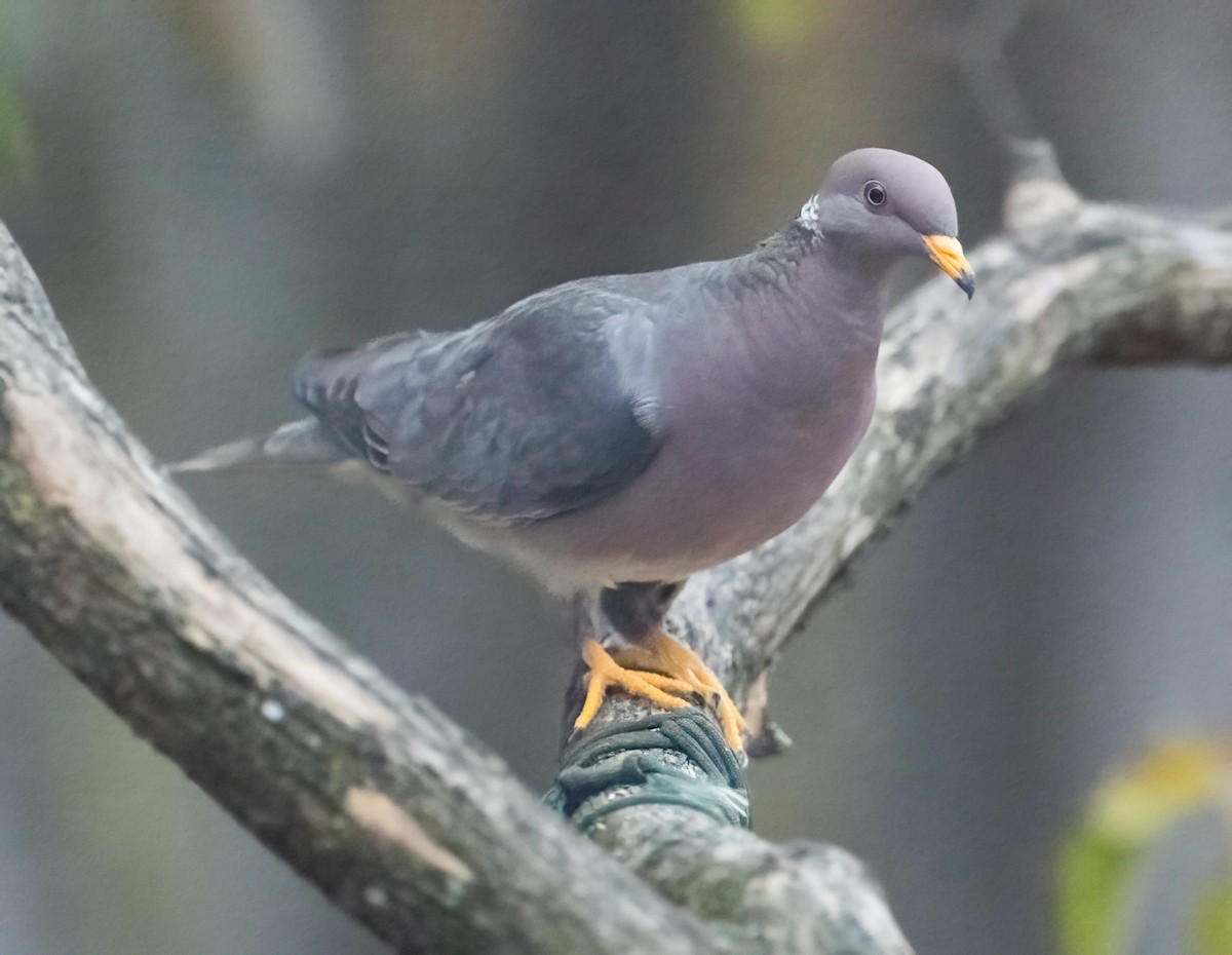 Band-tailed Pigeon - ML642868181