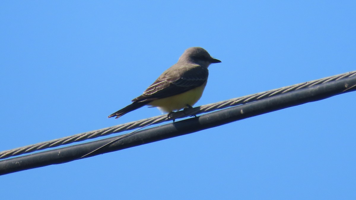 Western Kingbird - ML642868186