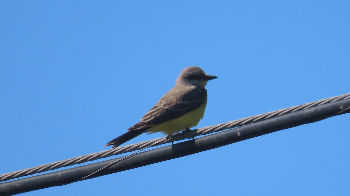 Western Kingbird - ML642868187