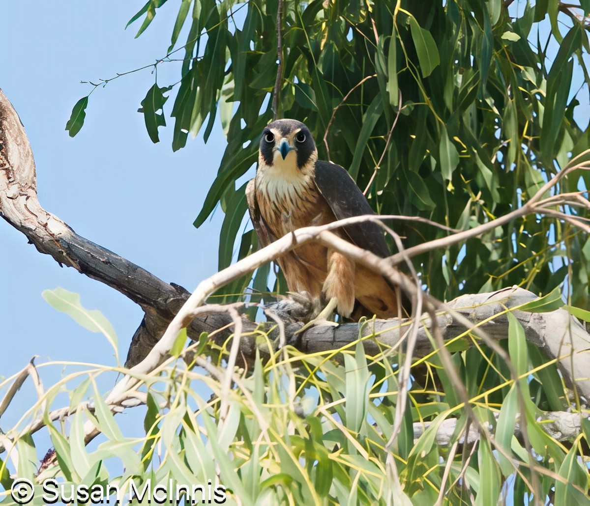 Australian Hobby - ML642868188