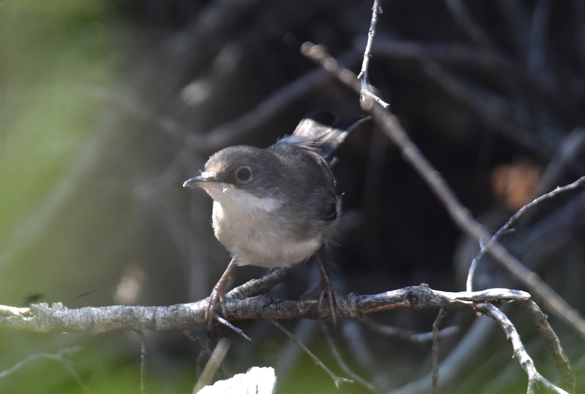 Sardinian Warbler - ML642868189