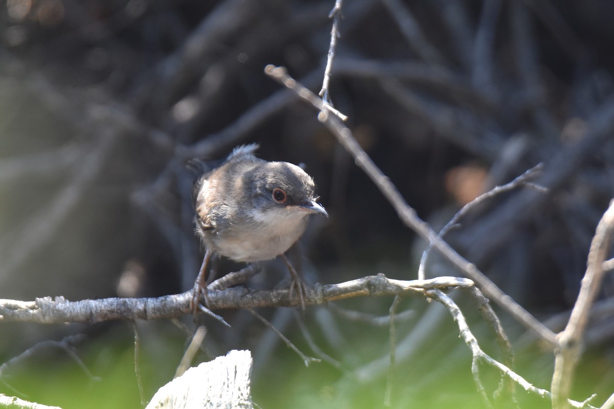 Sardinian Warbler - ML642868190