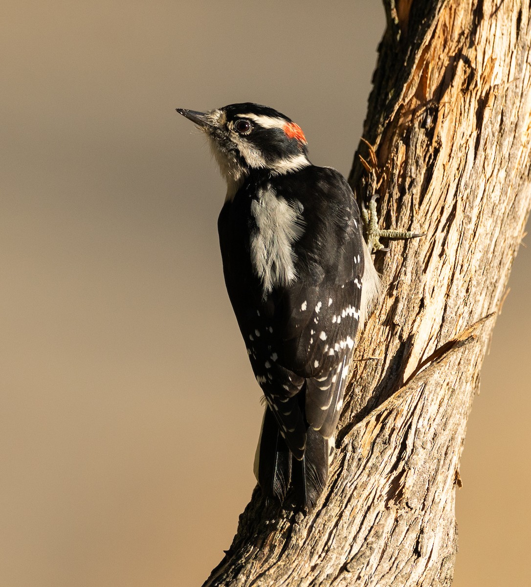 Downy Woodpecker - ML642868192