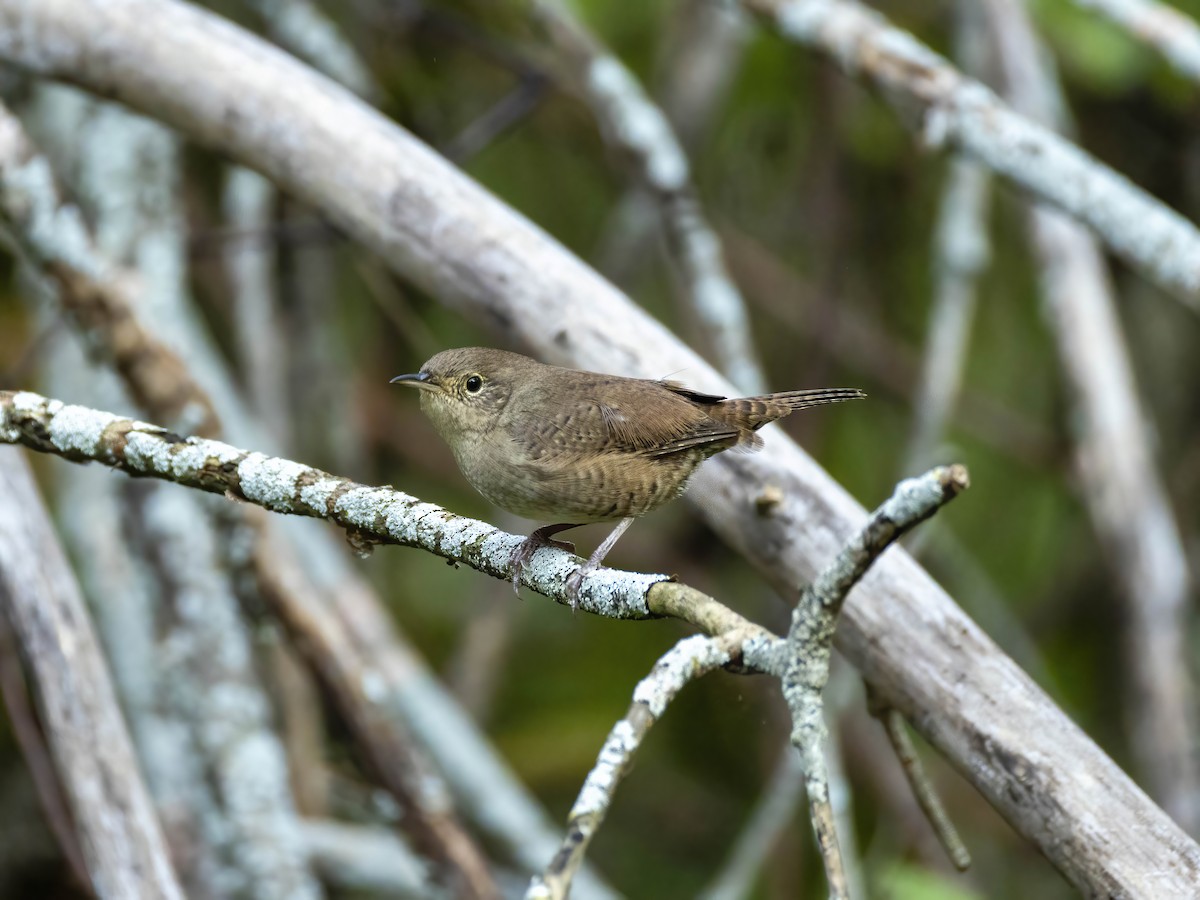 Northern House Wren - ML642868193