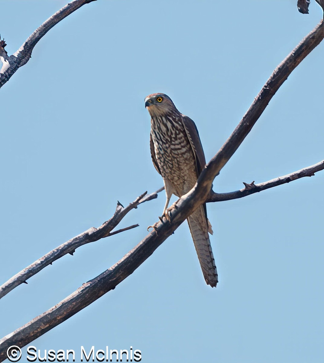 Collared Sparrowhawk - ML642868198