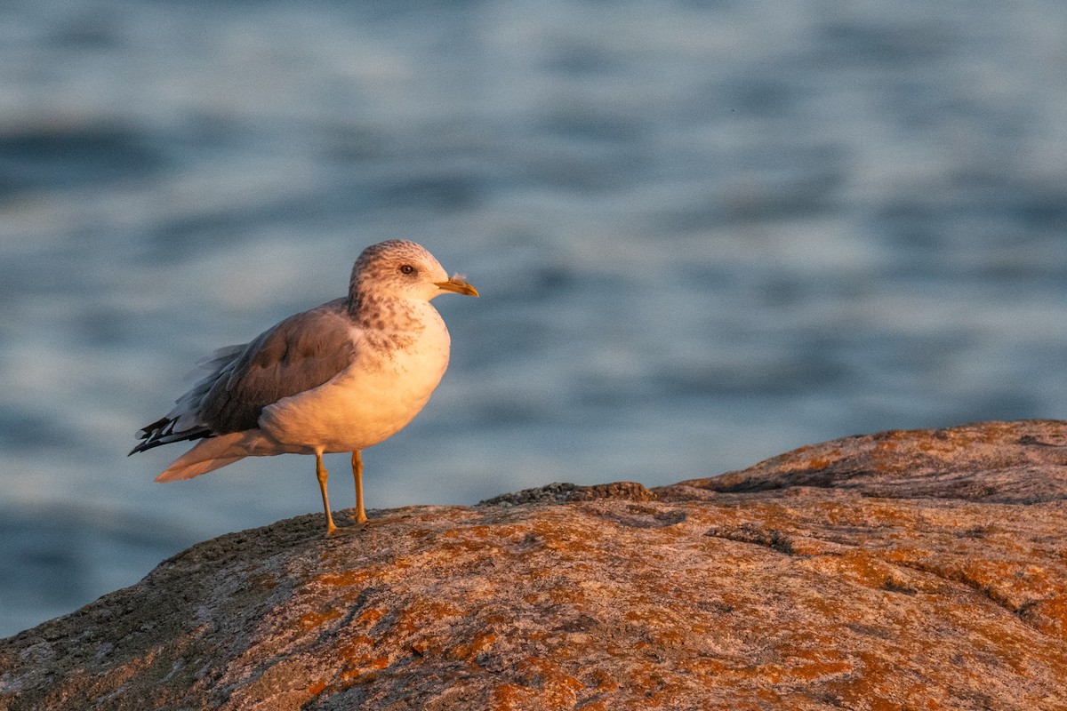 Gaviota de Alaska - ML642868202