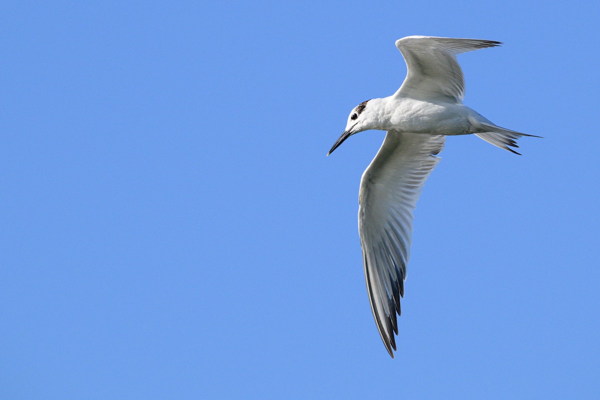 Sandwich Tern - ML642868205