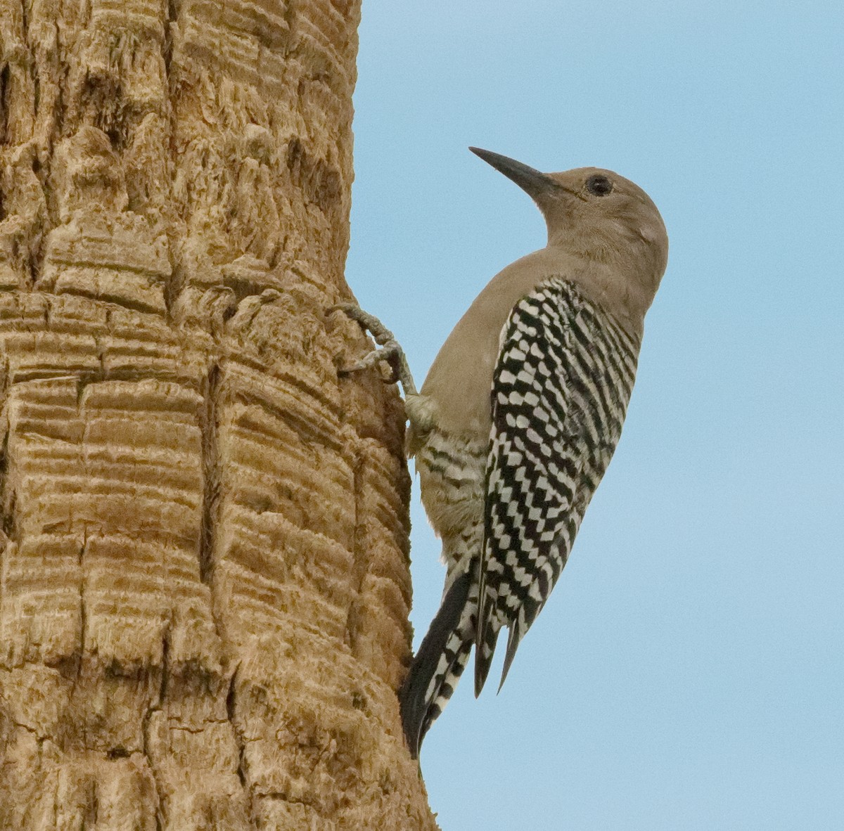 Gila Woodpecker - ML642868215
