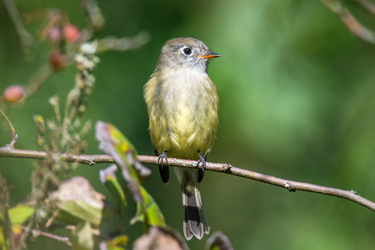 Hammond's Flycatcher - ML642868246