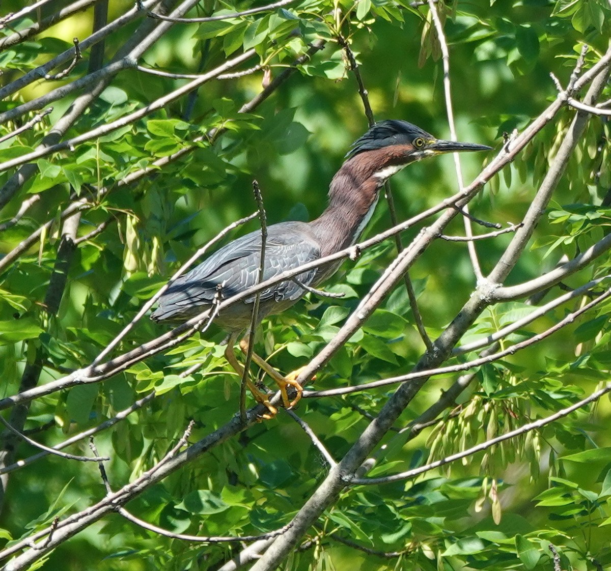 Koartzatxo berdea - ML642868250