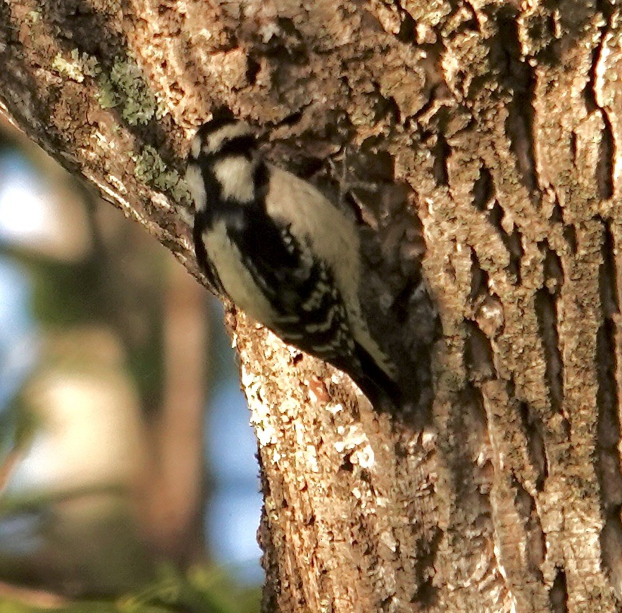 Downy Woodpecker - ML642868254