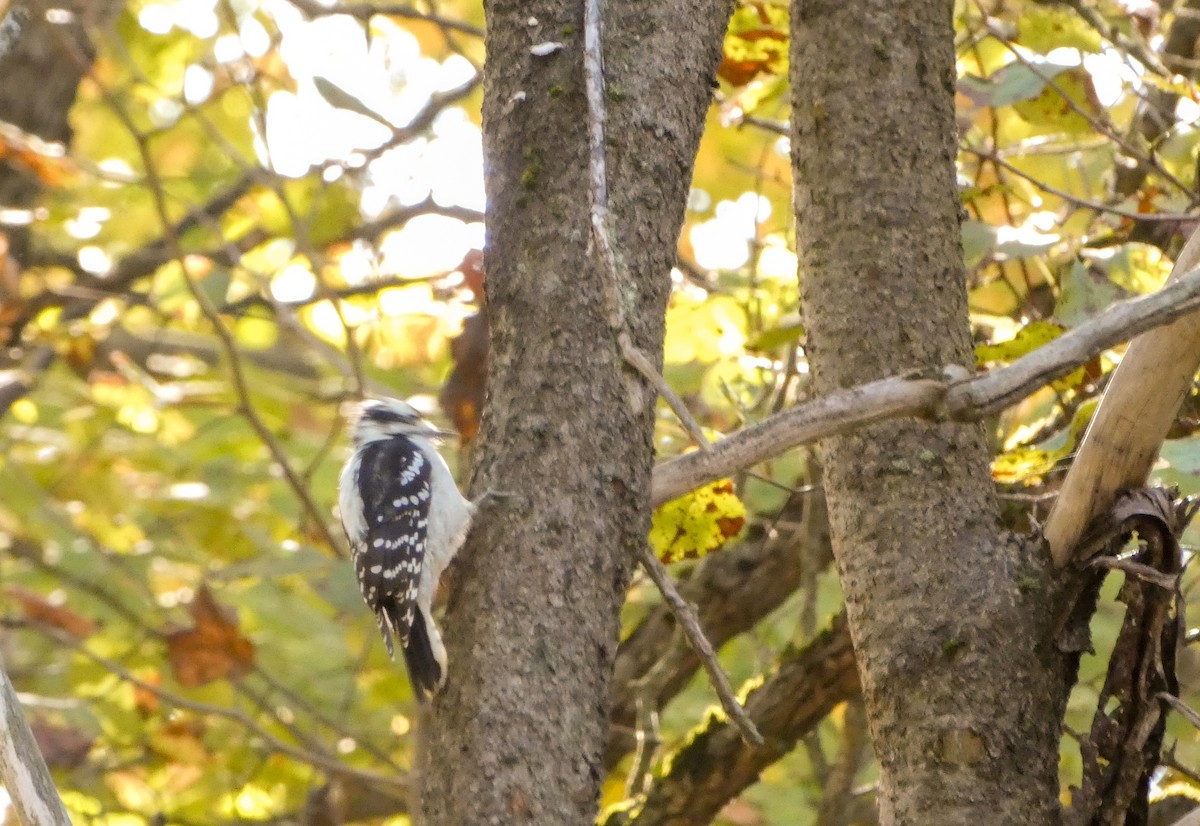 Downy Woodpecker - ML642868258