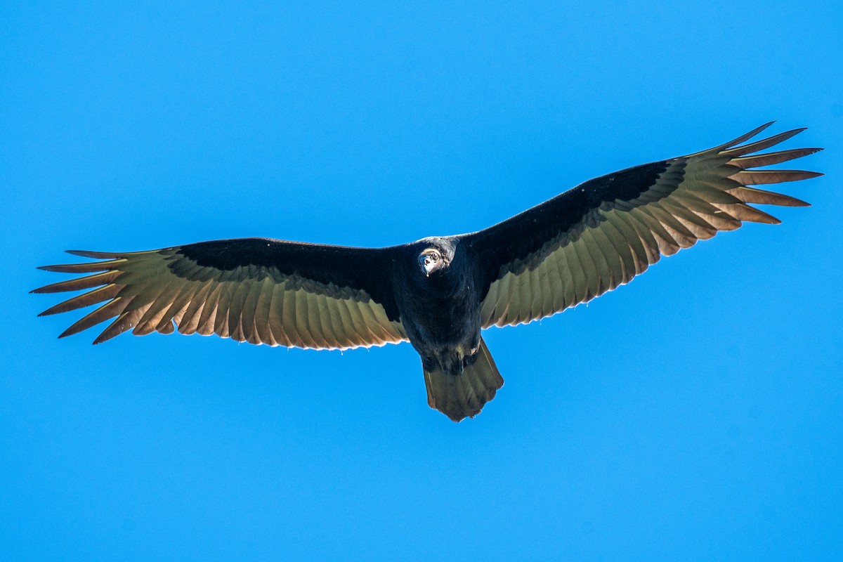Aura Gallipavo - ML642868260