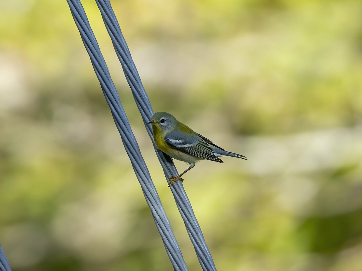 Northern Parula - ML642868269