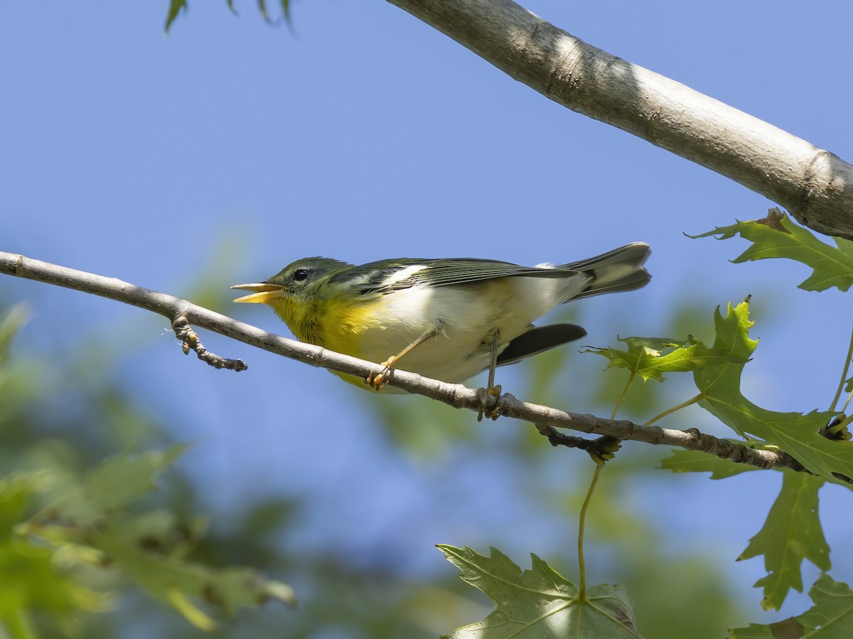 Northern Parula - ML642868270