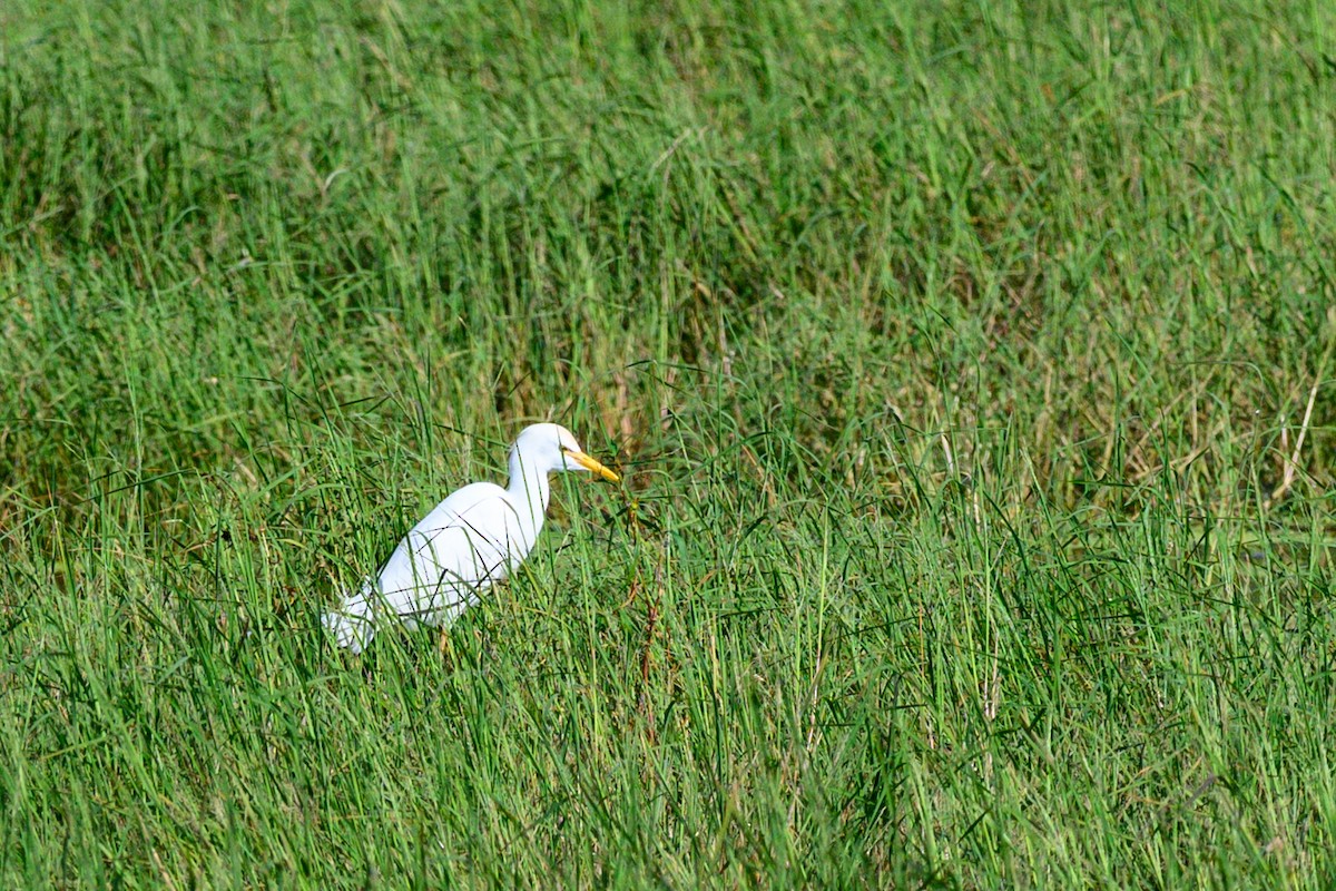 Western Cattle-Egret - ML642868271
