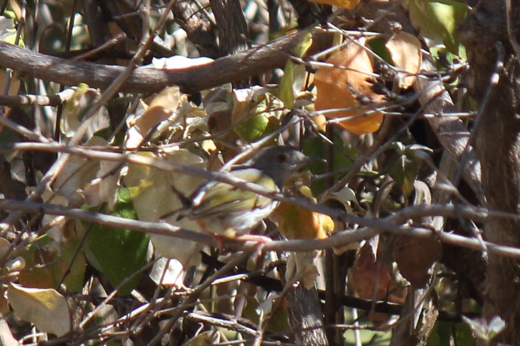 Green-backed Camaroptera - ML642868278
