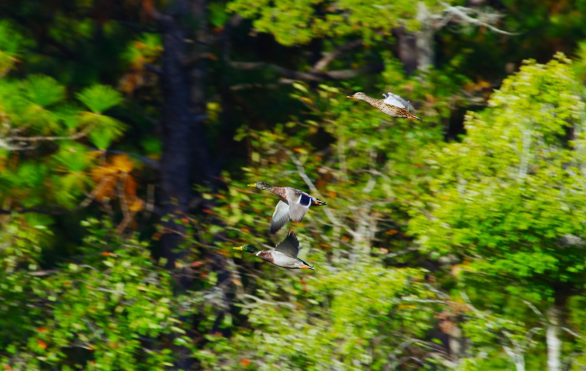 Mallard - ML642868284