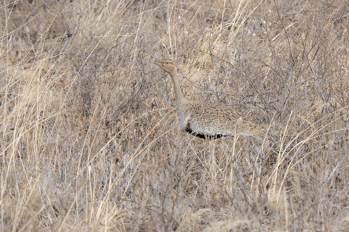 Buff-crested Bustard - ML642868285