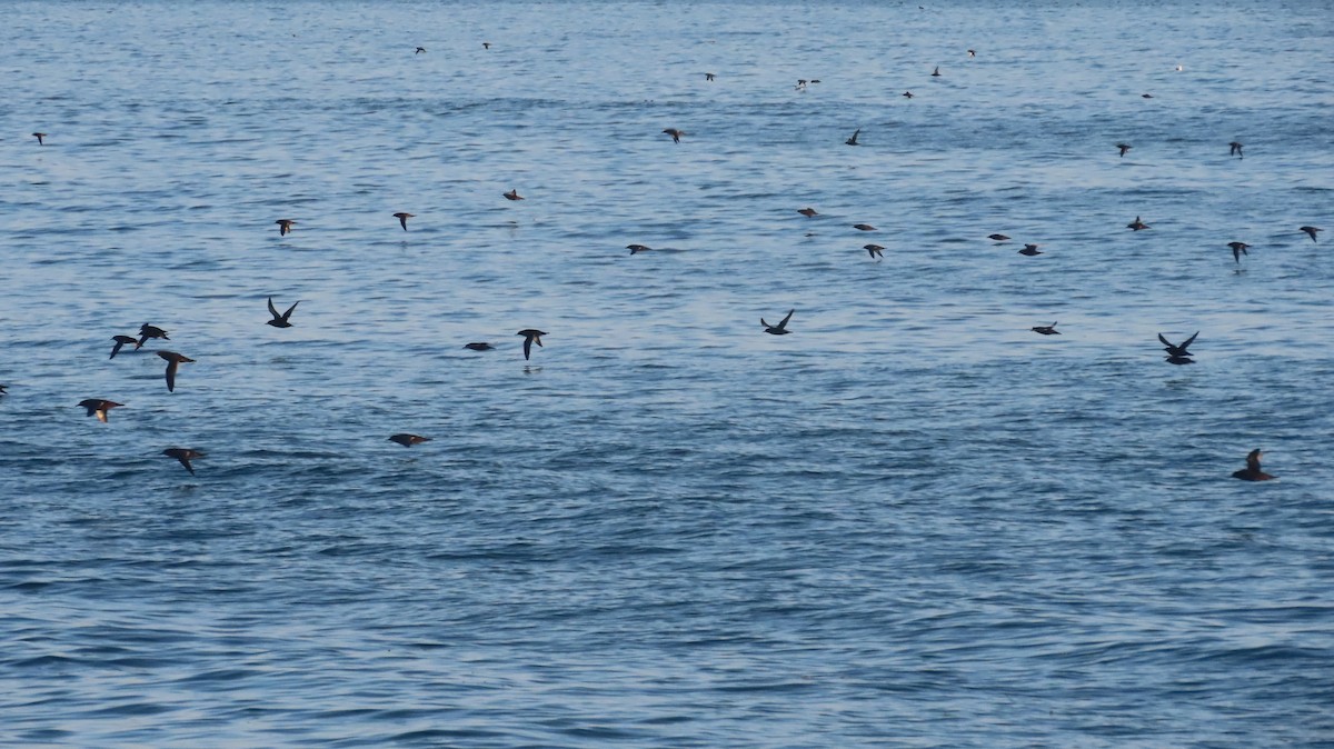 Puffin fuligineux - ML642868287