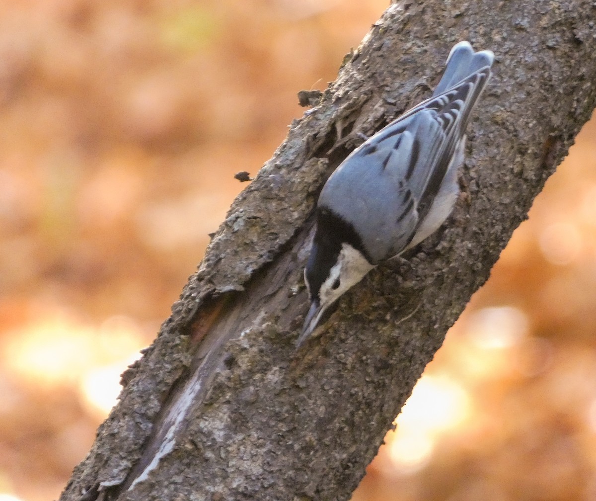 White-breasted Nuthatch - ML642868294