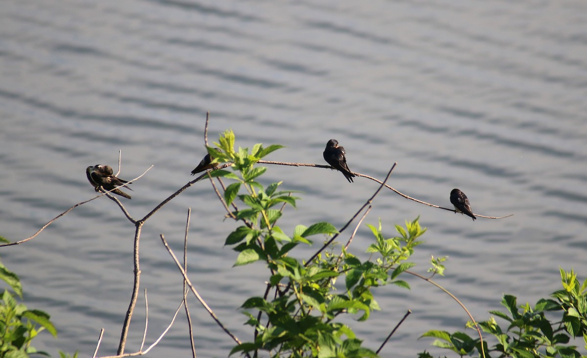 Barn Swallow - ML64286831