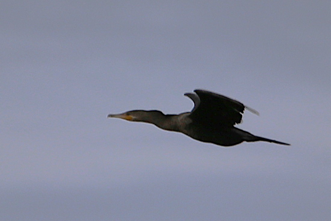 Neotropic Cormorant - ML642868312