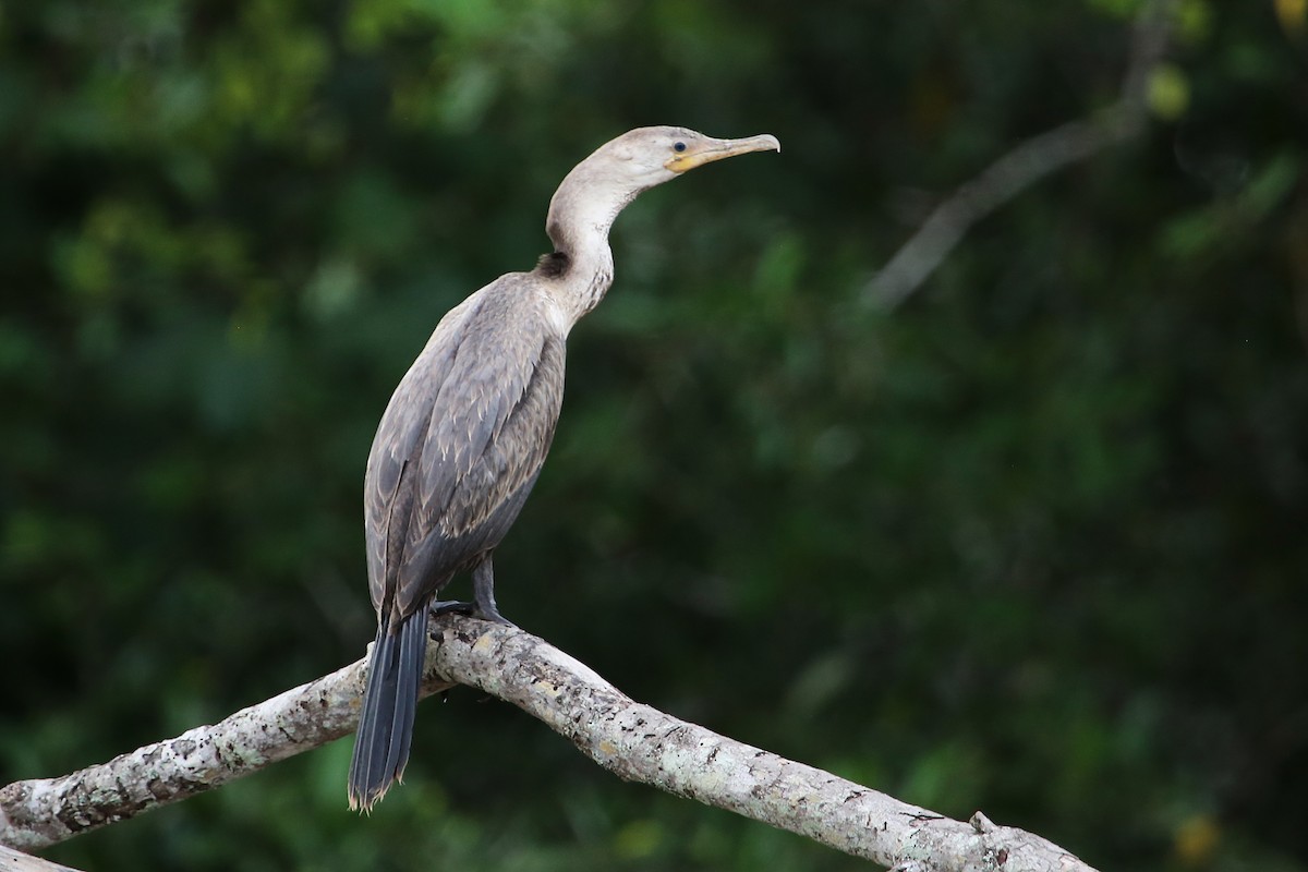Neotropic Cormorant - ML642868314
