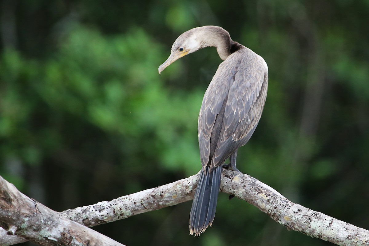Neotropic Cormorant - ML642868315