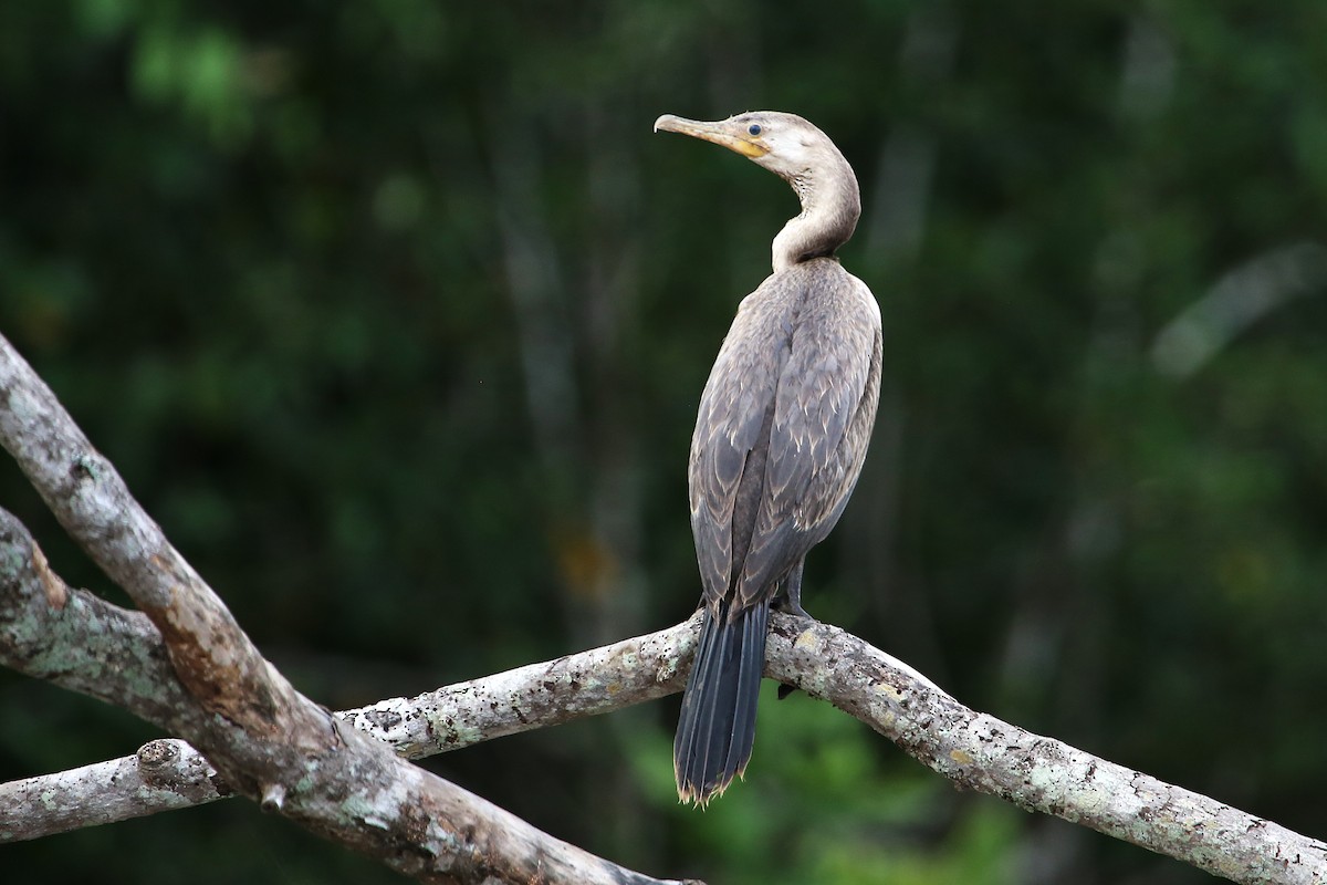 Neotropic Cormorant - ML642868316