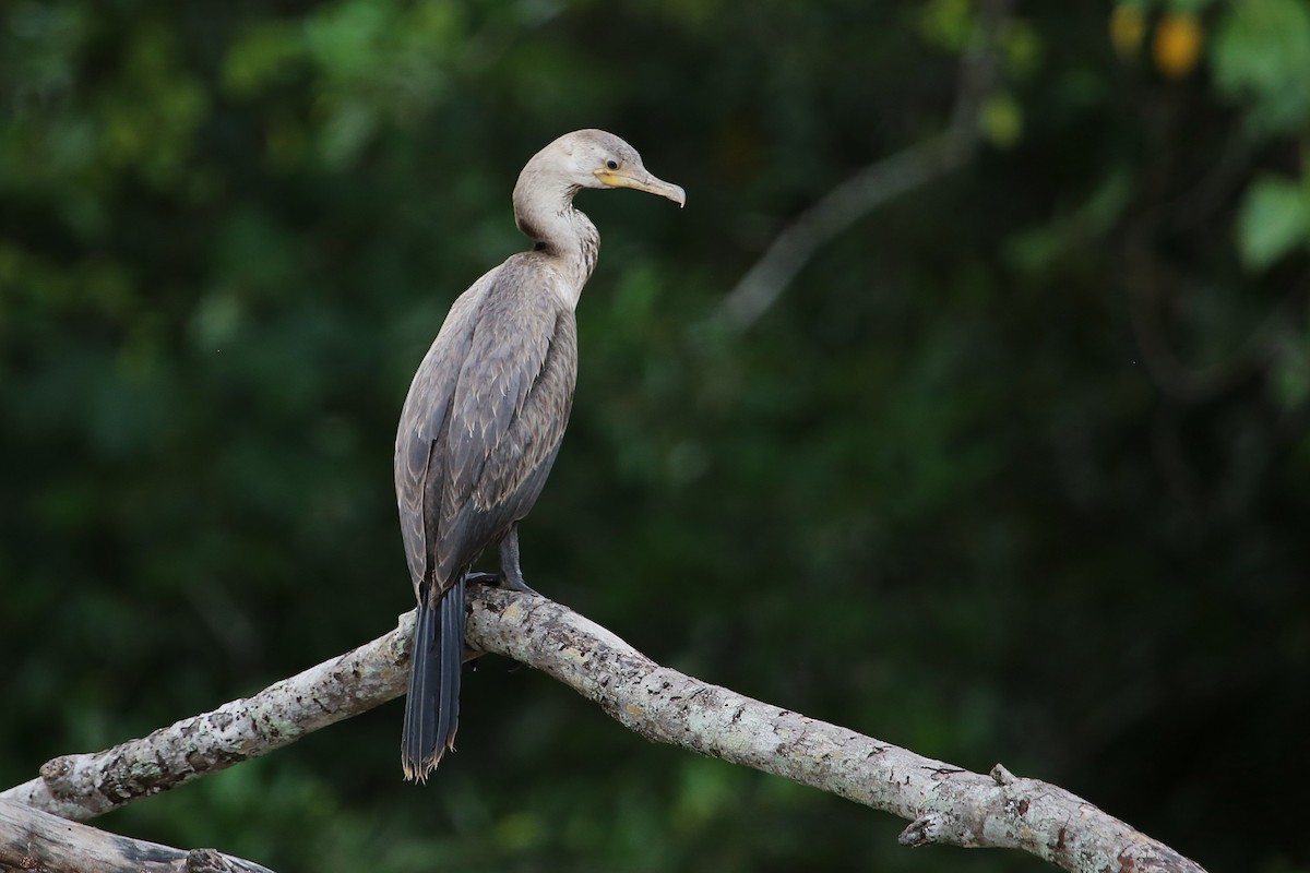 Neotropic Cormorant - ML642868317