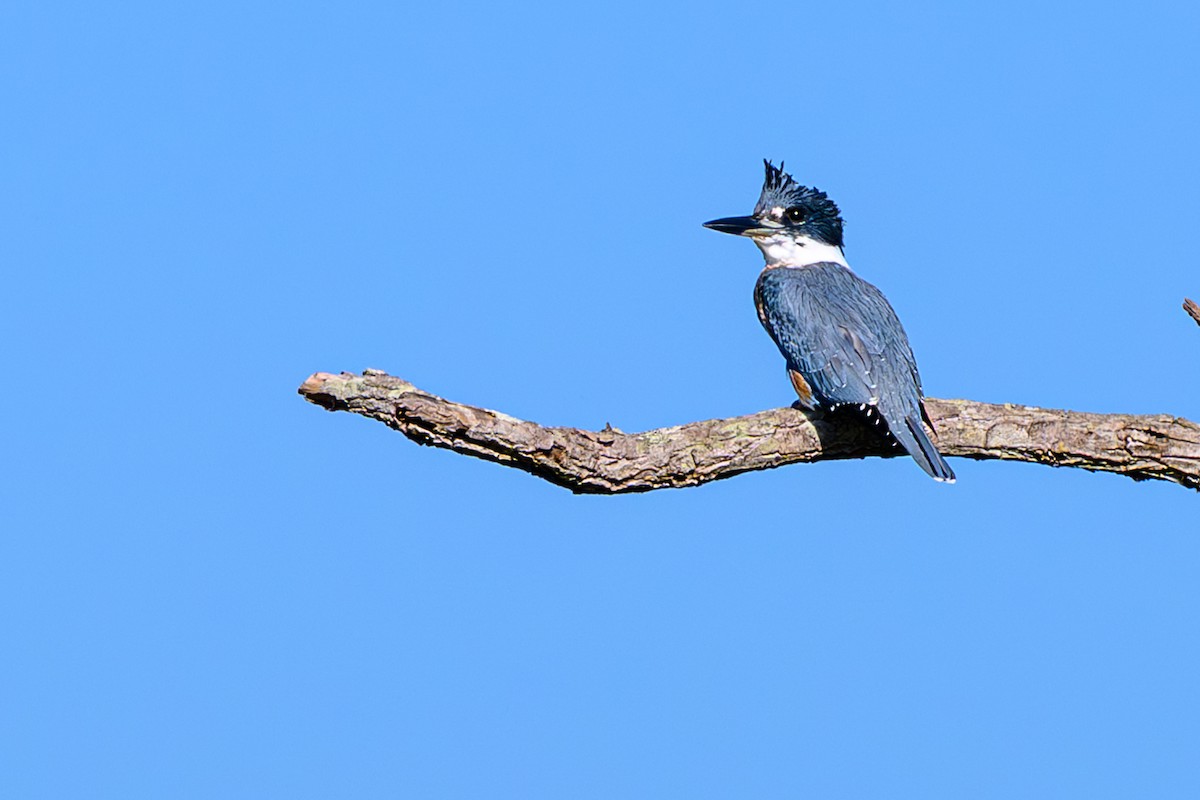Belted Kingfisher - ML642868318