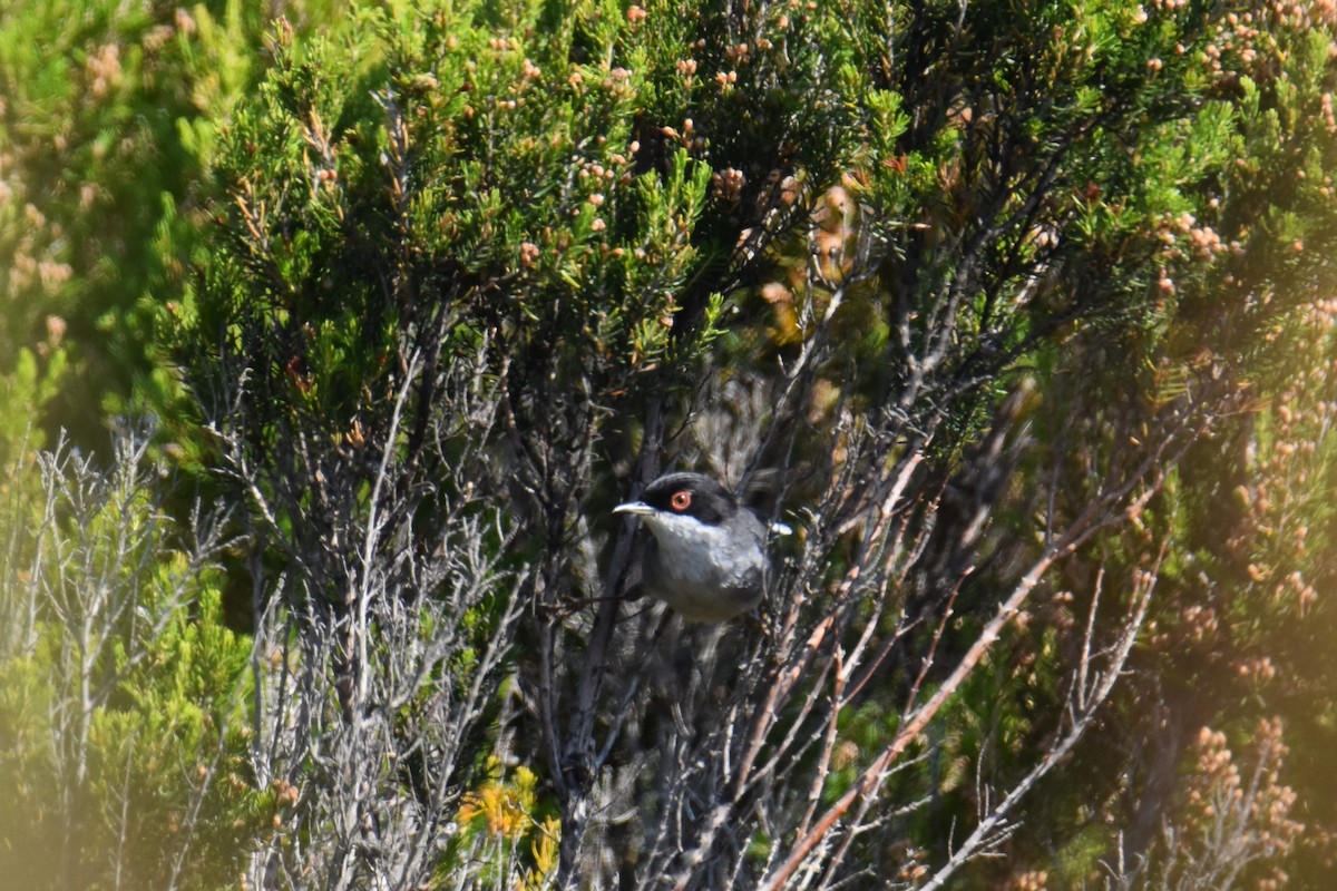 Sardinian Warbler - ML642868319