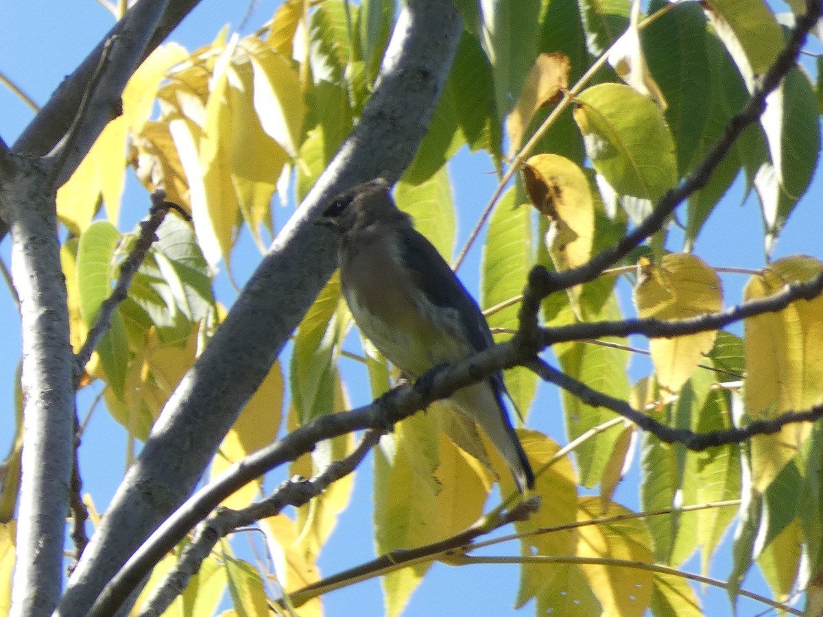 Cedar Waxwing - ML642868330