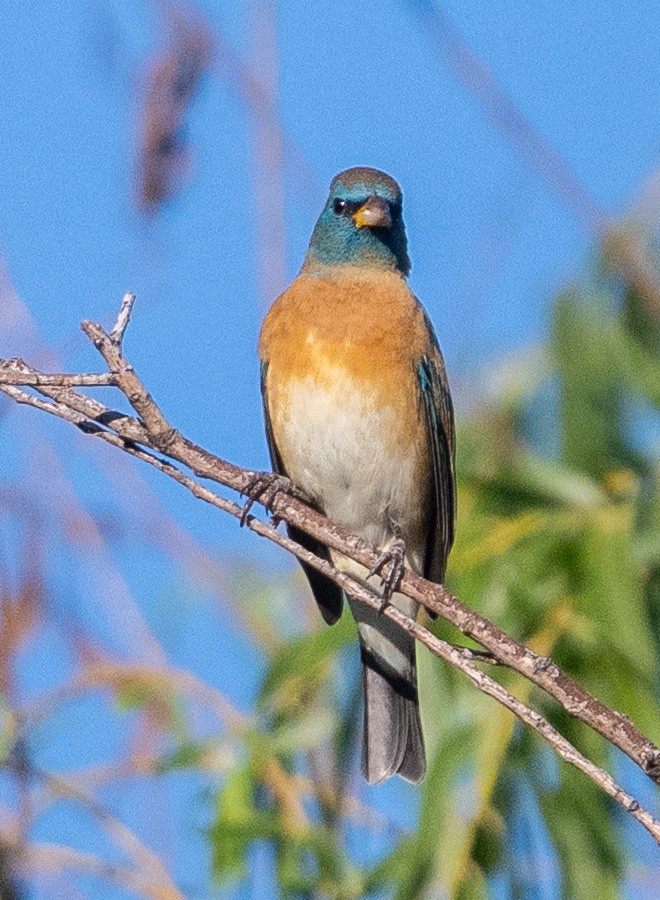 Passerin azuré - ML642868332