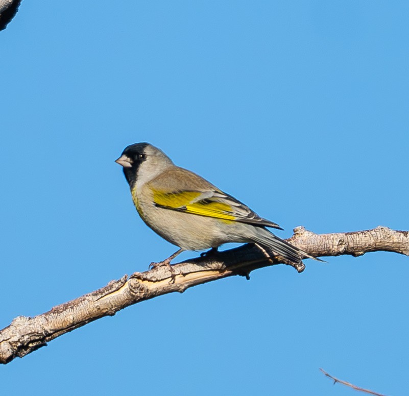 Lawrence's Goldfinch - ML642868335