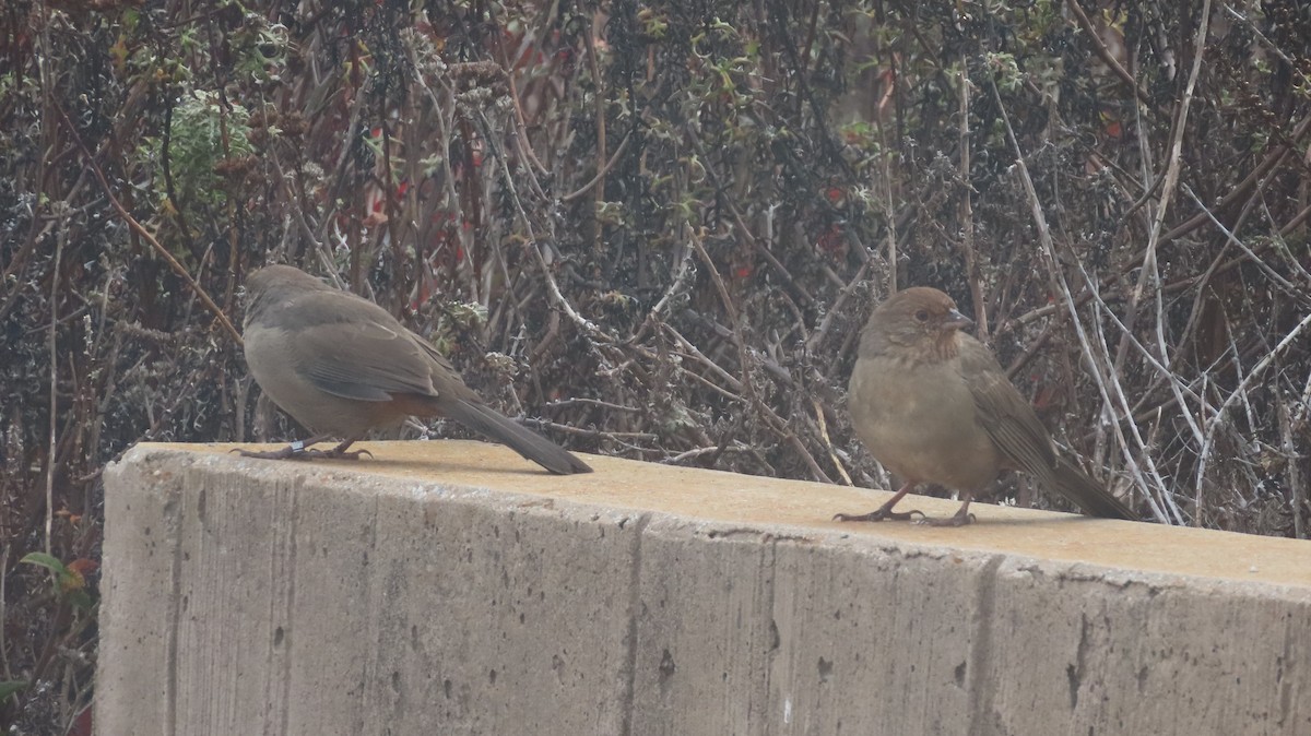 California Towhee - ML642868336